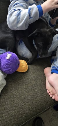 Blue Arlo - Photo 8