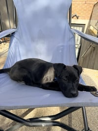 Blue Arlo - Photo 4