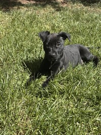 Blue Arlo - Photo 5