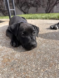 Blue Arlo - Photo 6