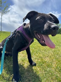 Blue Arlo - Photo 10
