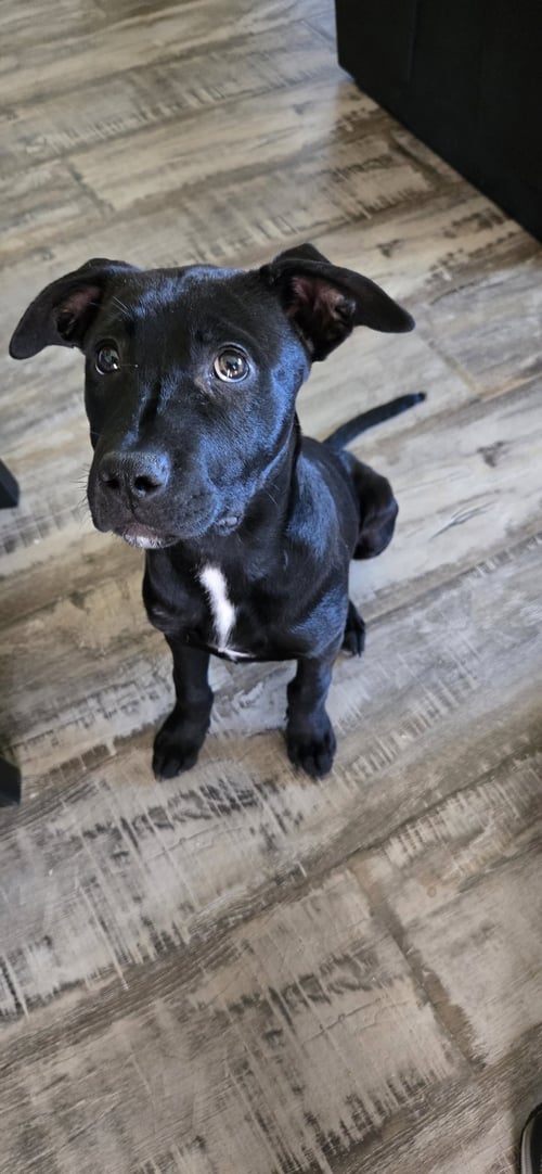 BLUE ARLO - Pit Bull Terrier available for adoption