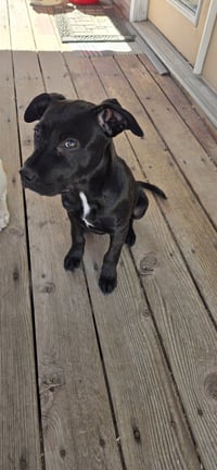 Blue Arlo - Photo 6