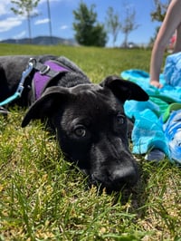 Blue Arlo - Photo 3