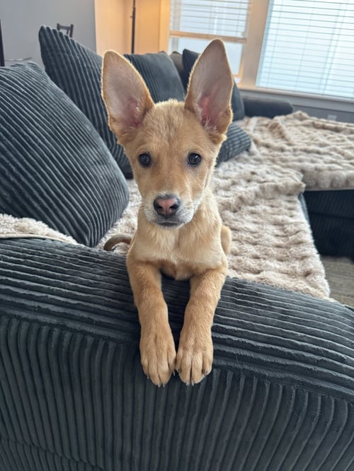 CHIMKIN - Australian Cattle Dog/Blue Heeler available for adoption