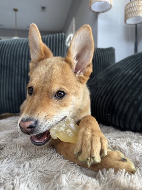 CHIMKIN - Australian Cattle Dog/Blue Heeler available for adoption