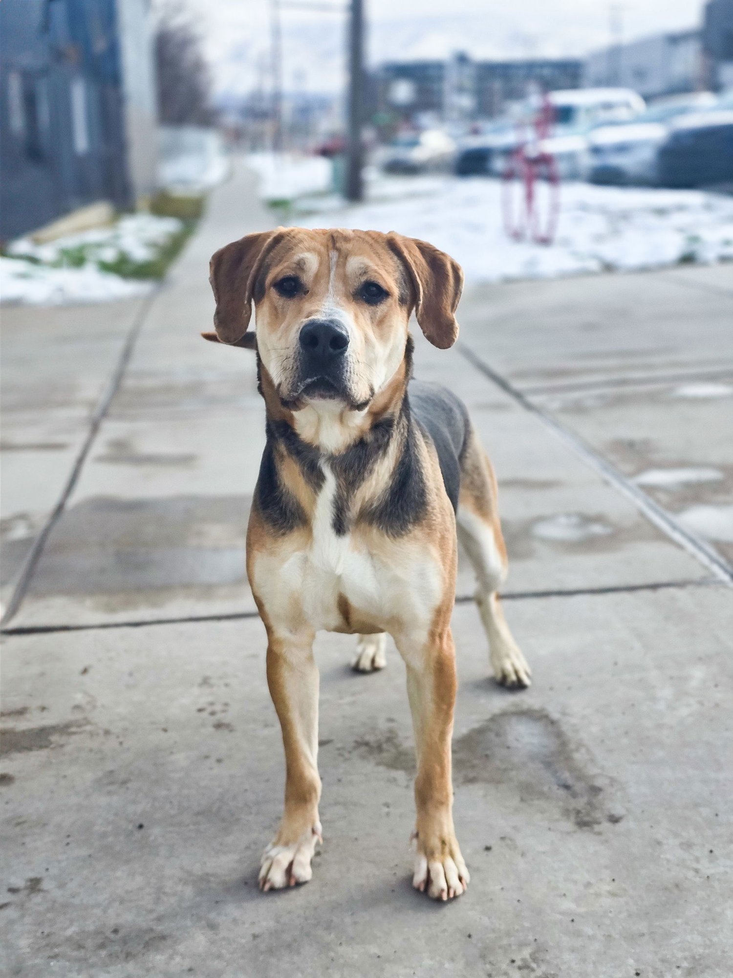 SIR TANNER - Hound available for adoption