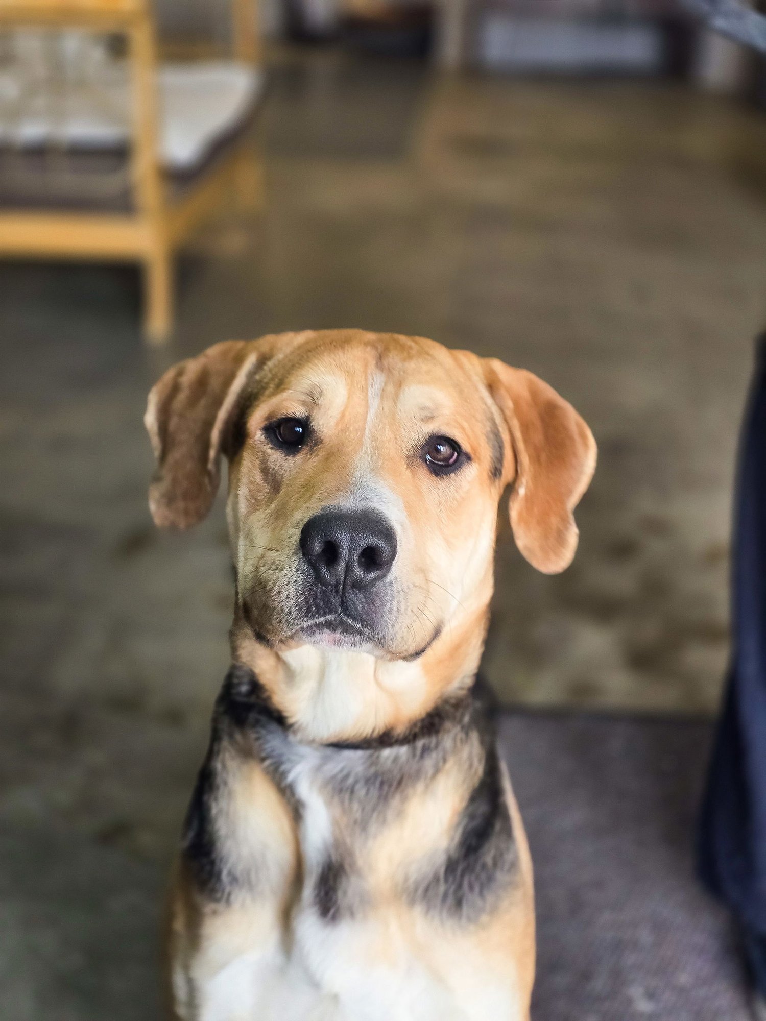 SIR TANNER - Hound available for adoption