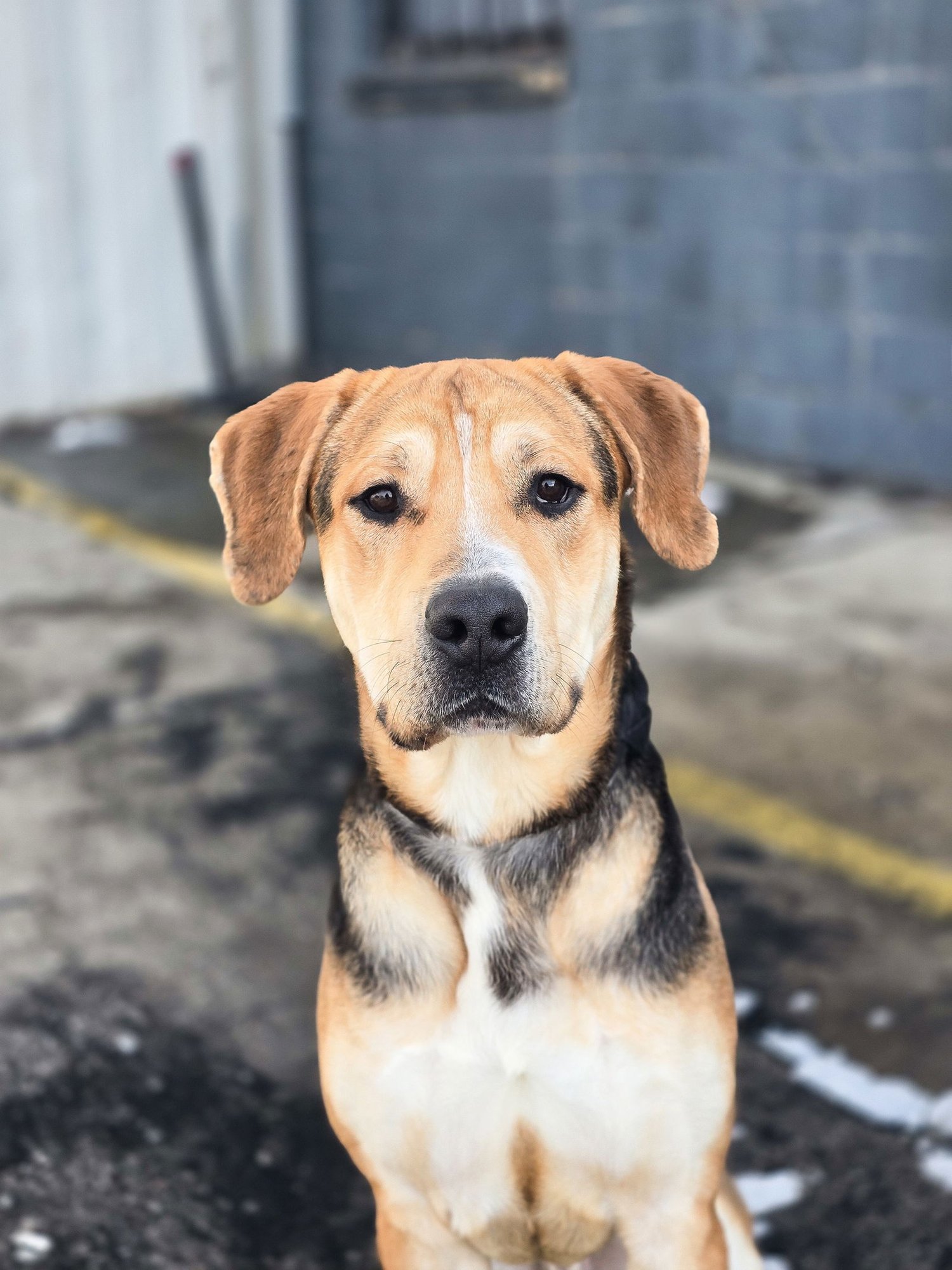 Sir Tanner - Photo 3