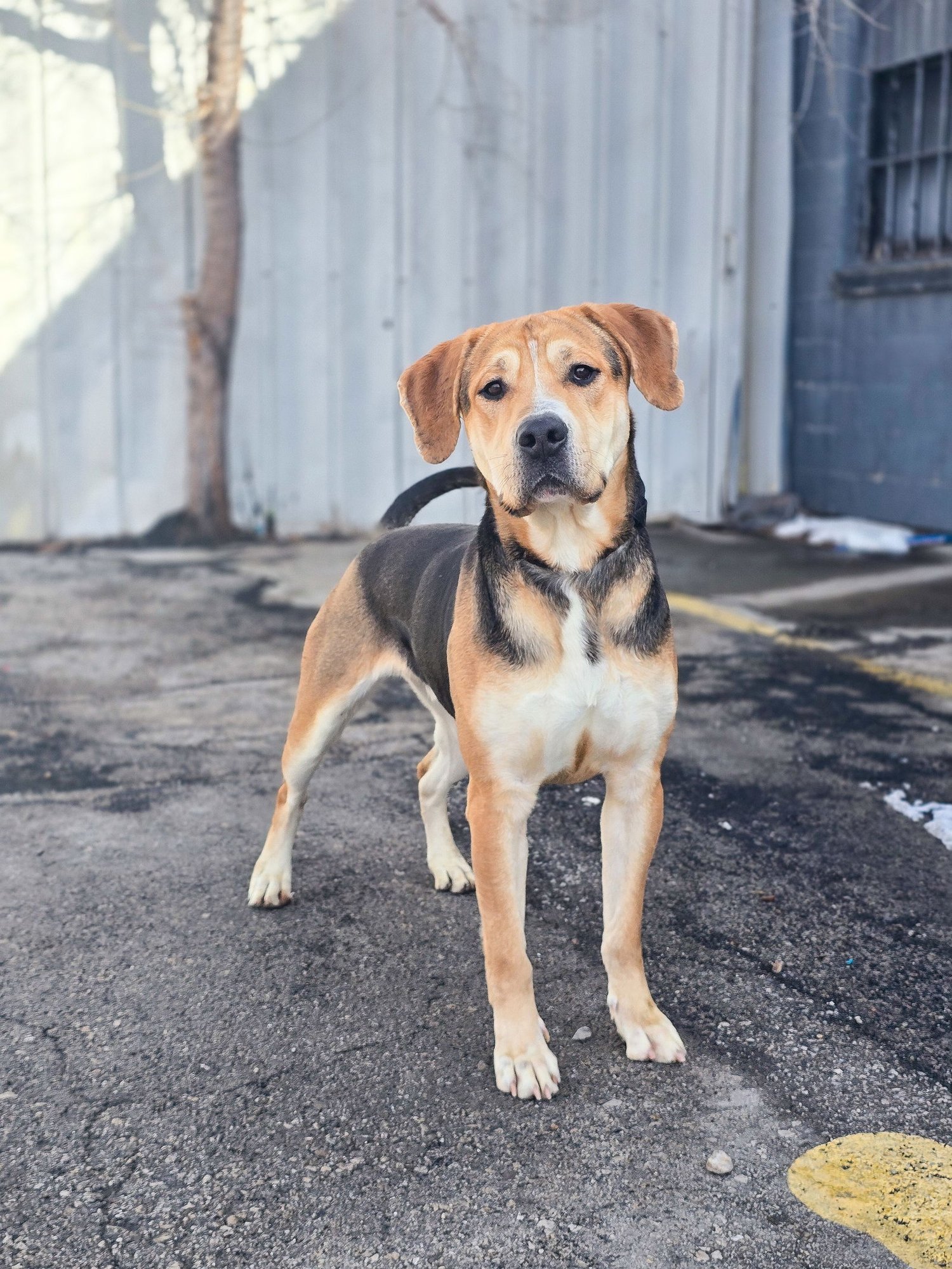 Sir Tanner - Photo 4