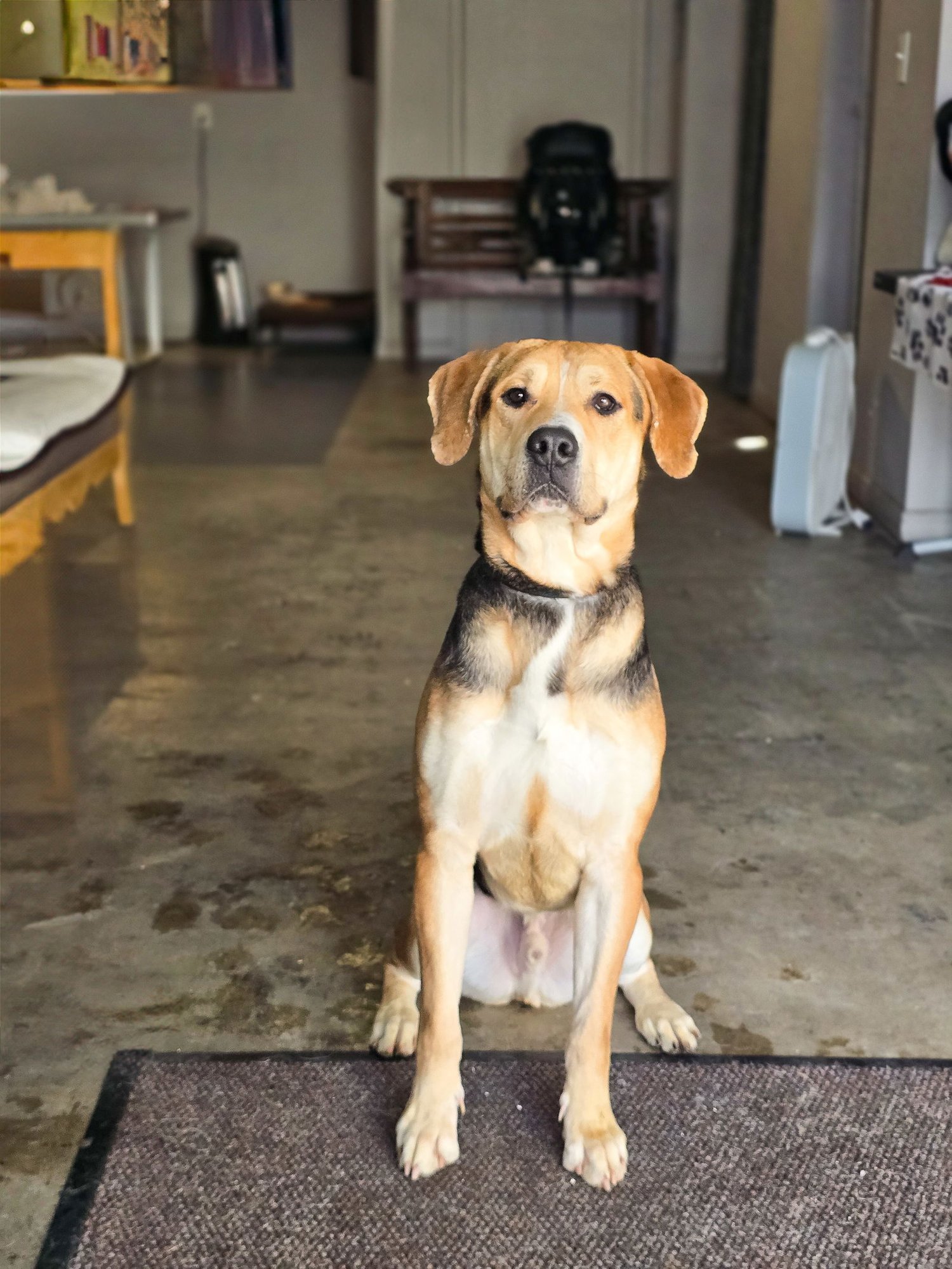 Sir Tanner - Photo 5