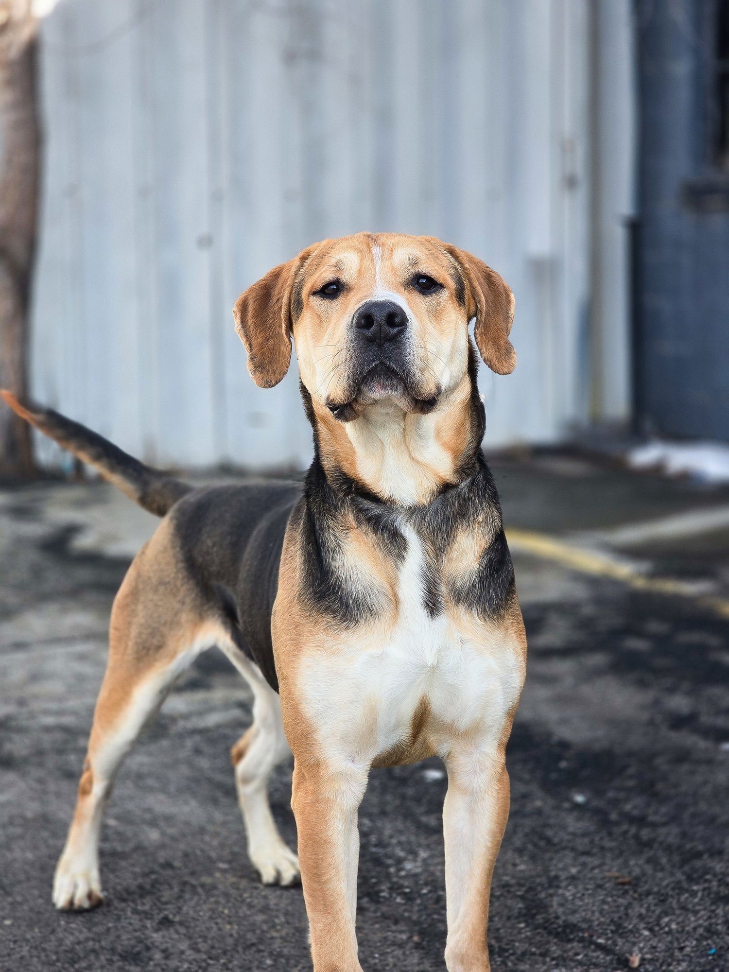 Sir Tanner - Photo 6