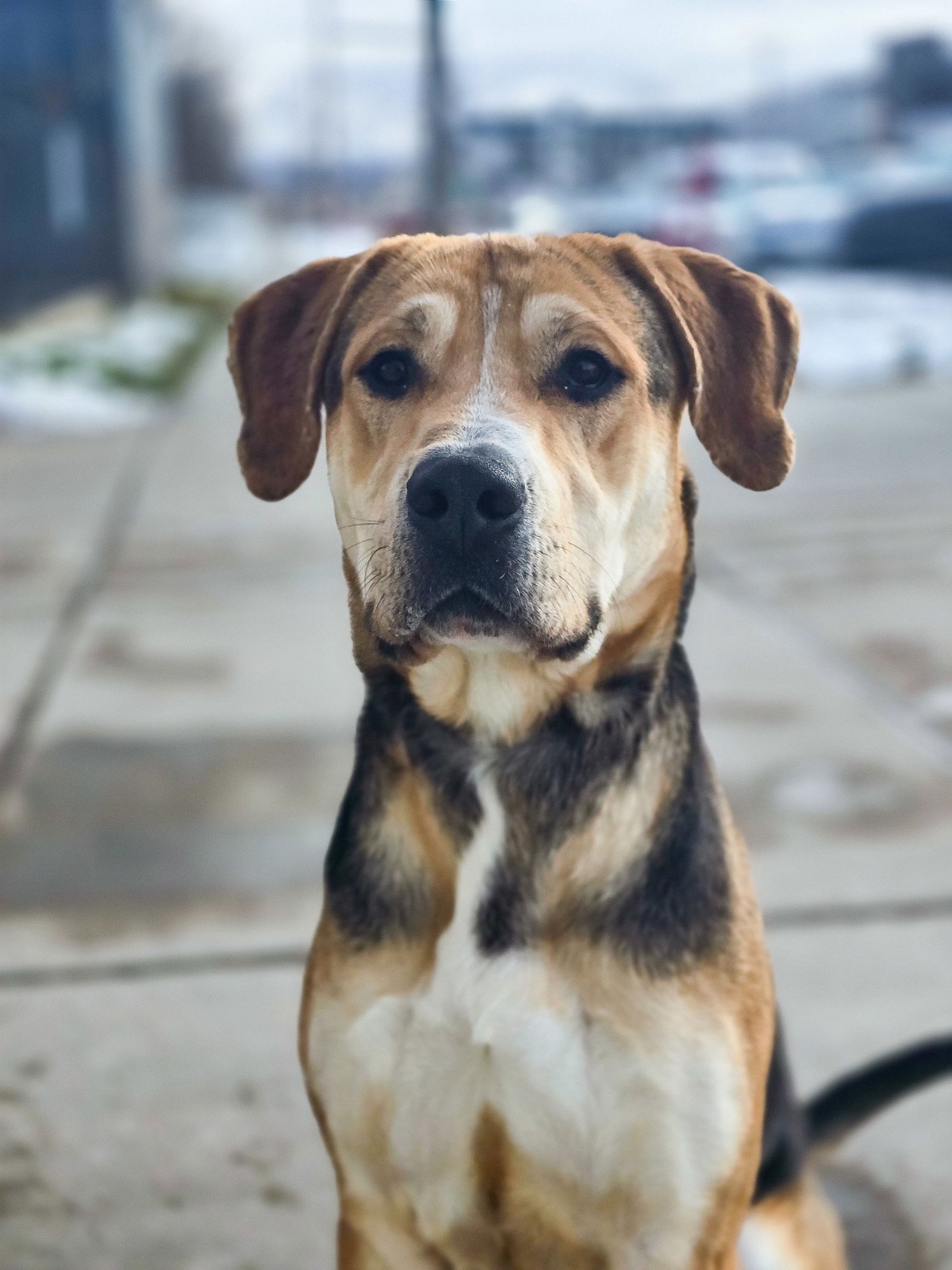 Sir Tanner - Photo 8