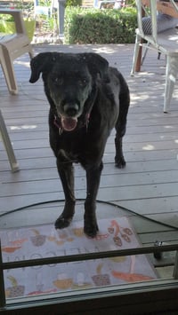Jake Sr. - Photo 1