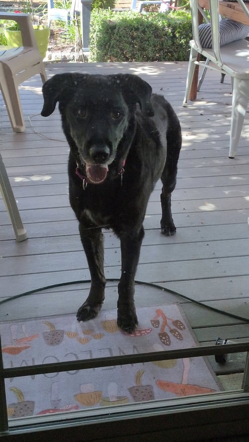 JAKE SR. - Labrador Retriever available for adoption