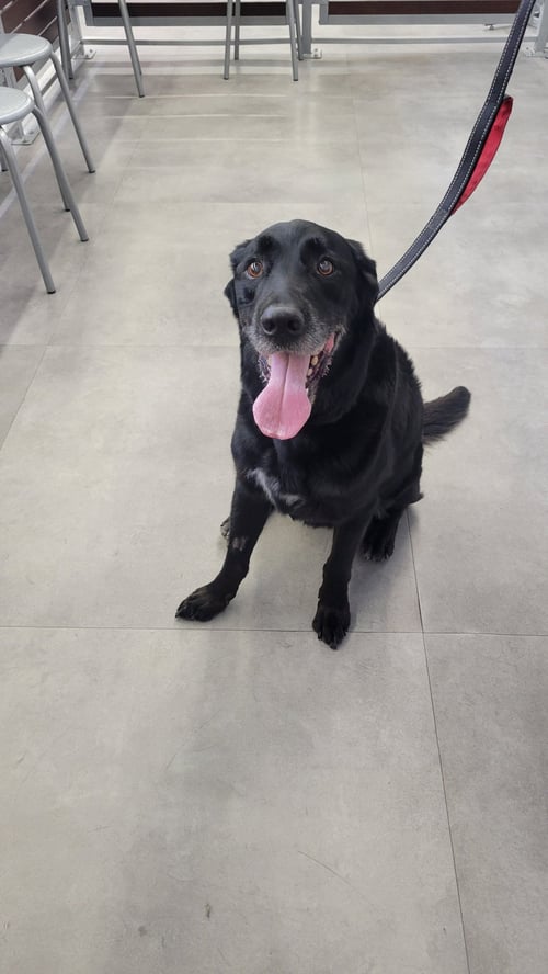 JAKE SR. - Labrador Retriever available for adoption