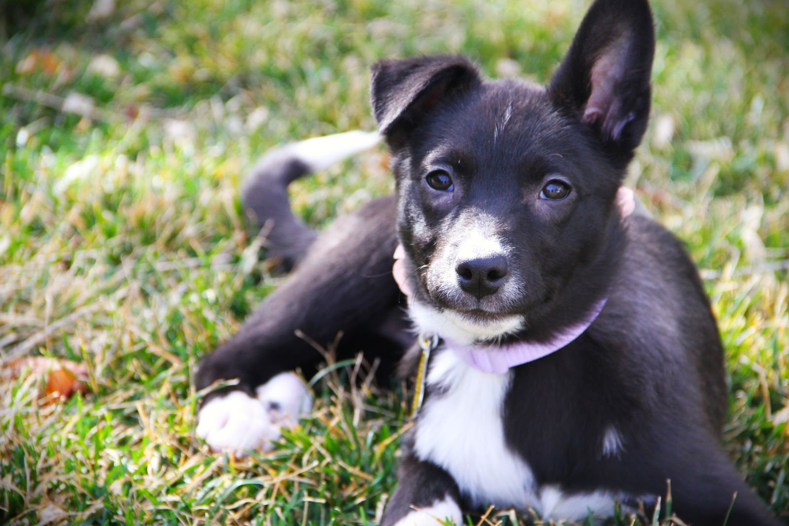 ALASIA - Cattle Dog available for adoption