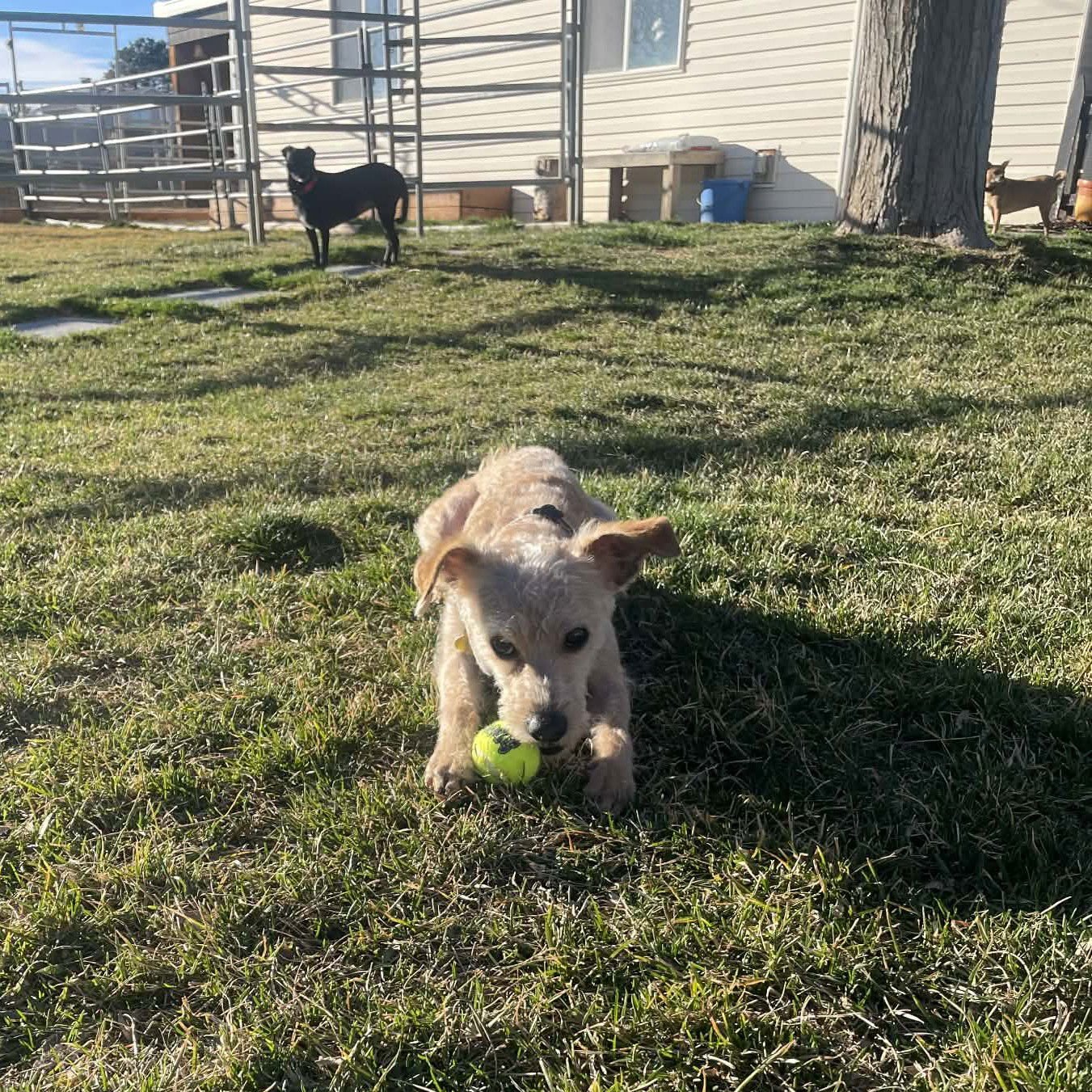 SCRUFFMUFFUN - Poodle (Miniature) available for adoption