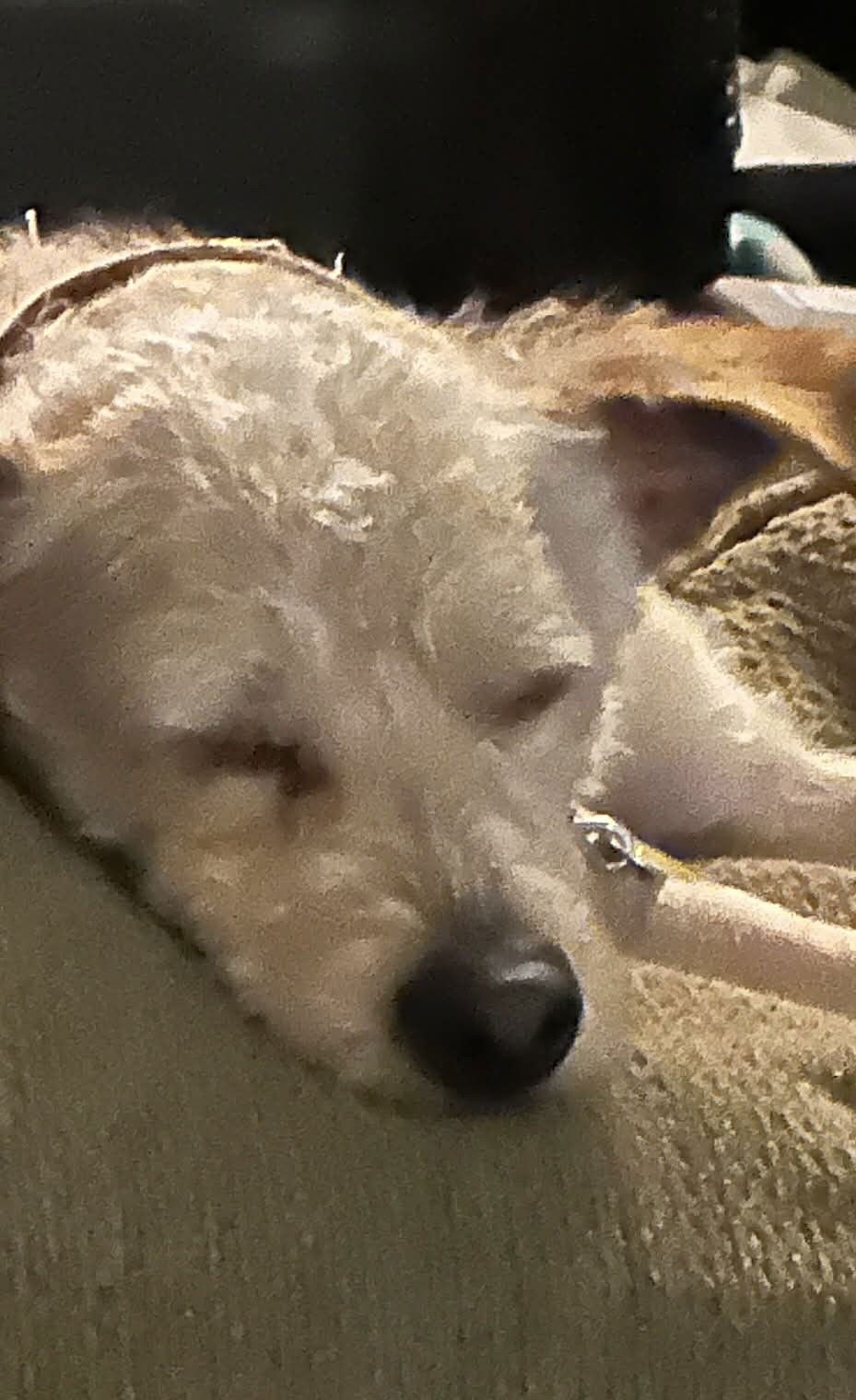 SCRUFFMUFFUN - Poodle (Miniature) available for adoption