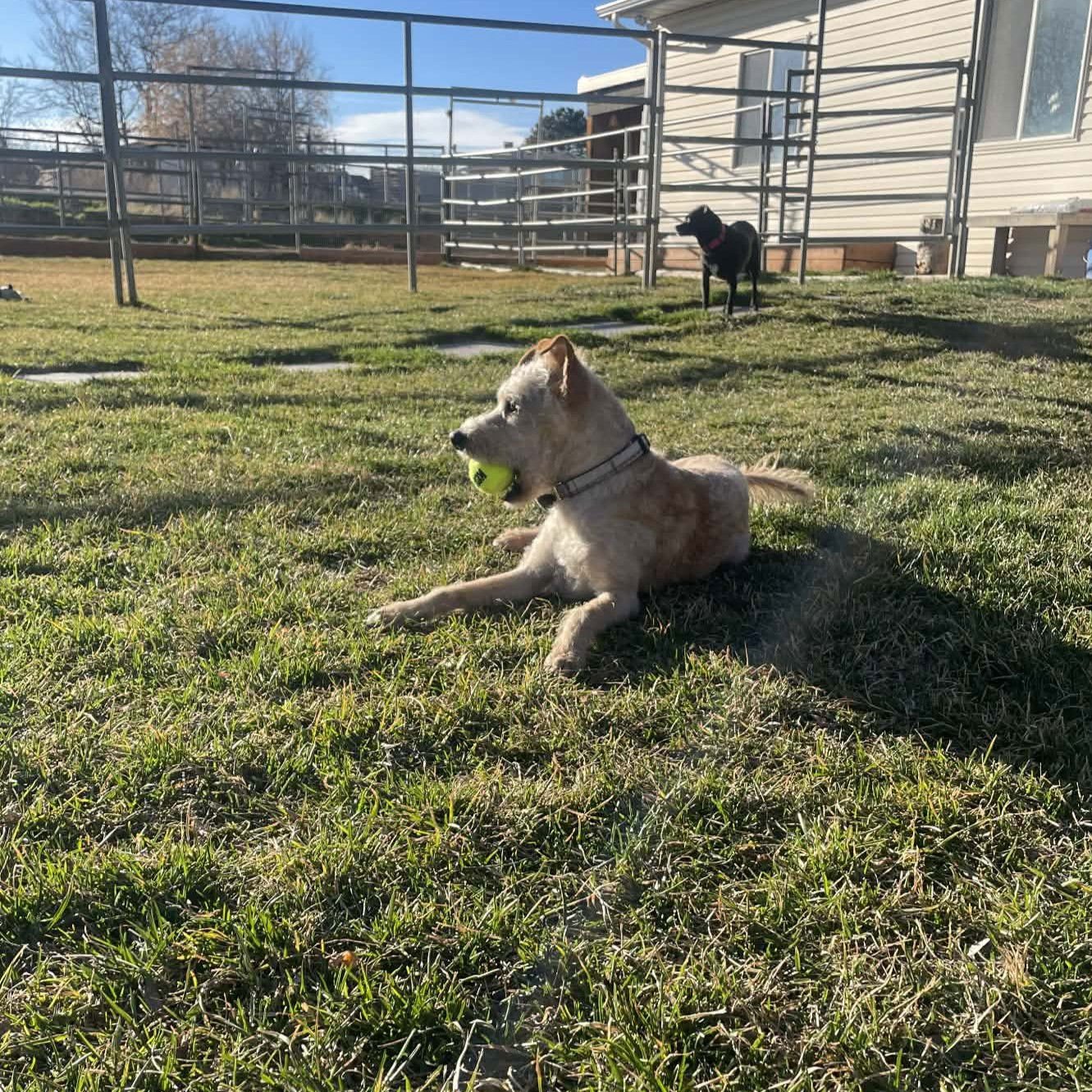 Scruffmuffun - Photo 3