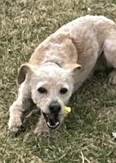 Scruffmuffun - Photo 4