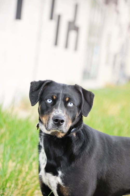 SHASHA - Cattle Dog for adoption in Sandy