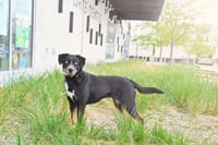Shasha - Photo 7
