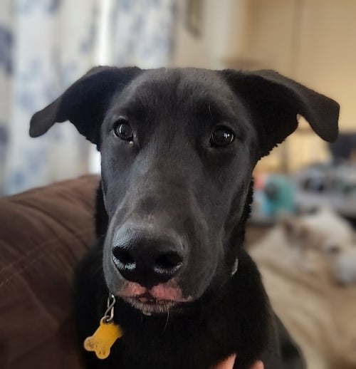 REGINALD DWIGHT - Labrador Retriever available for adoption