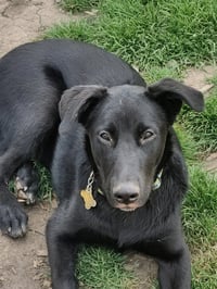 Reginald Dwight - Photo 5