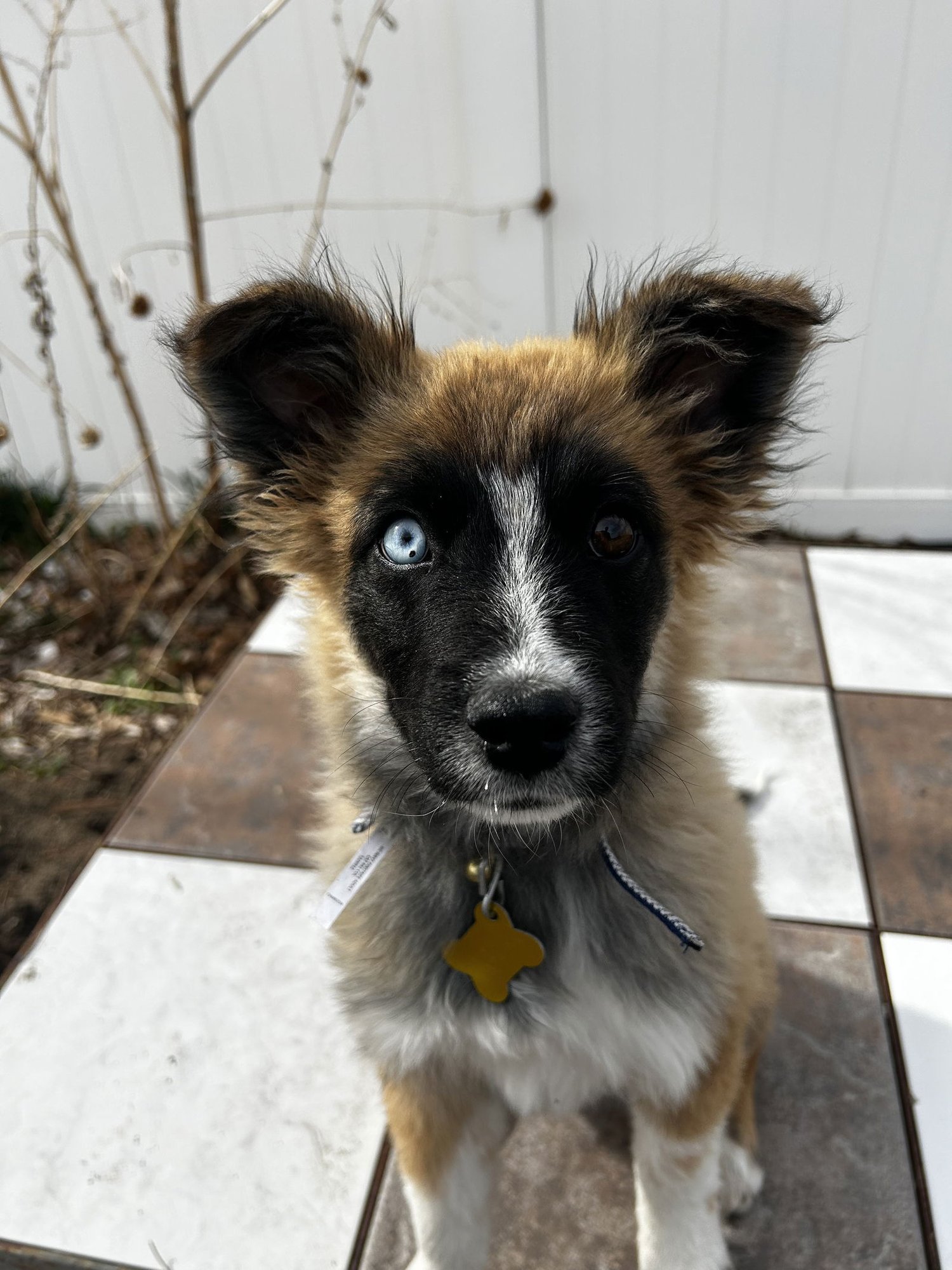 WALLABY - Shepherd available for adoption