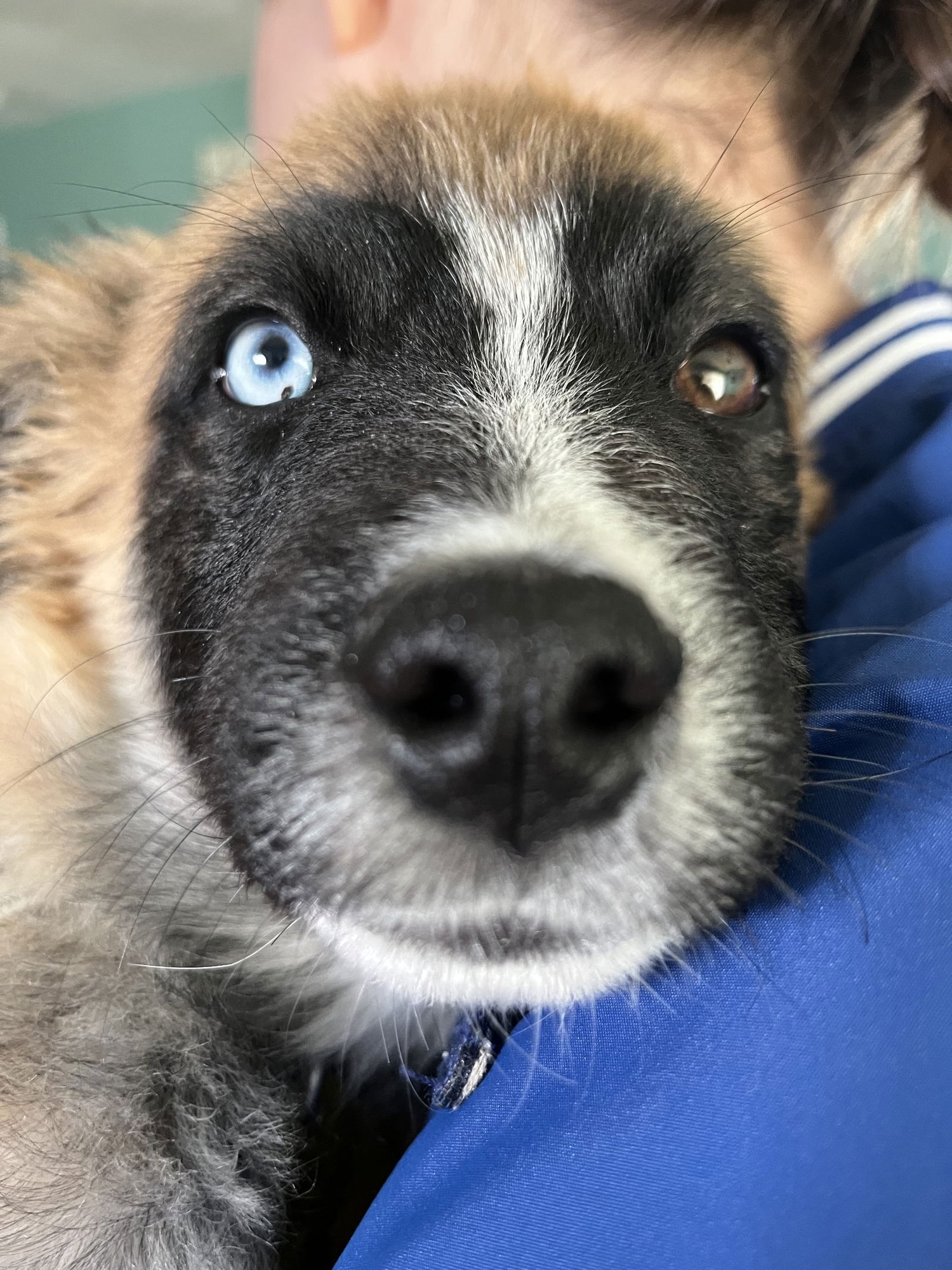 WALLABY - Shepherd available for adoption