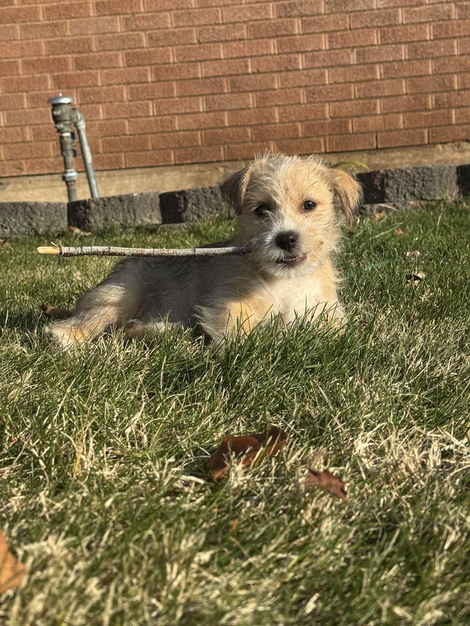 MINNIE FLUFF - Shih Tzu available for adoption