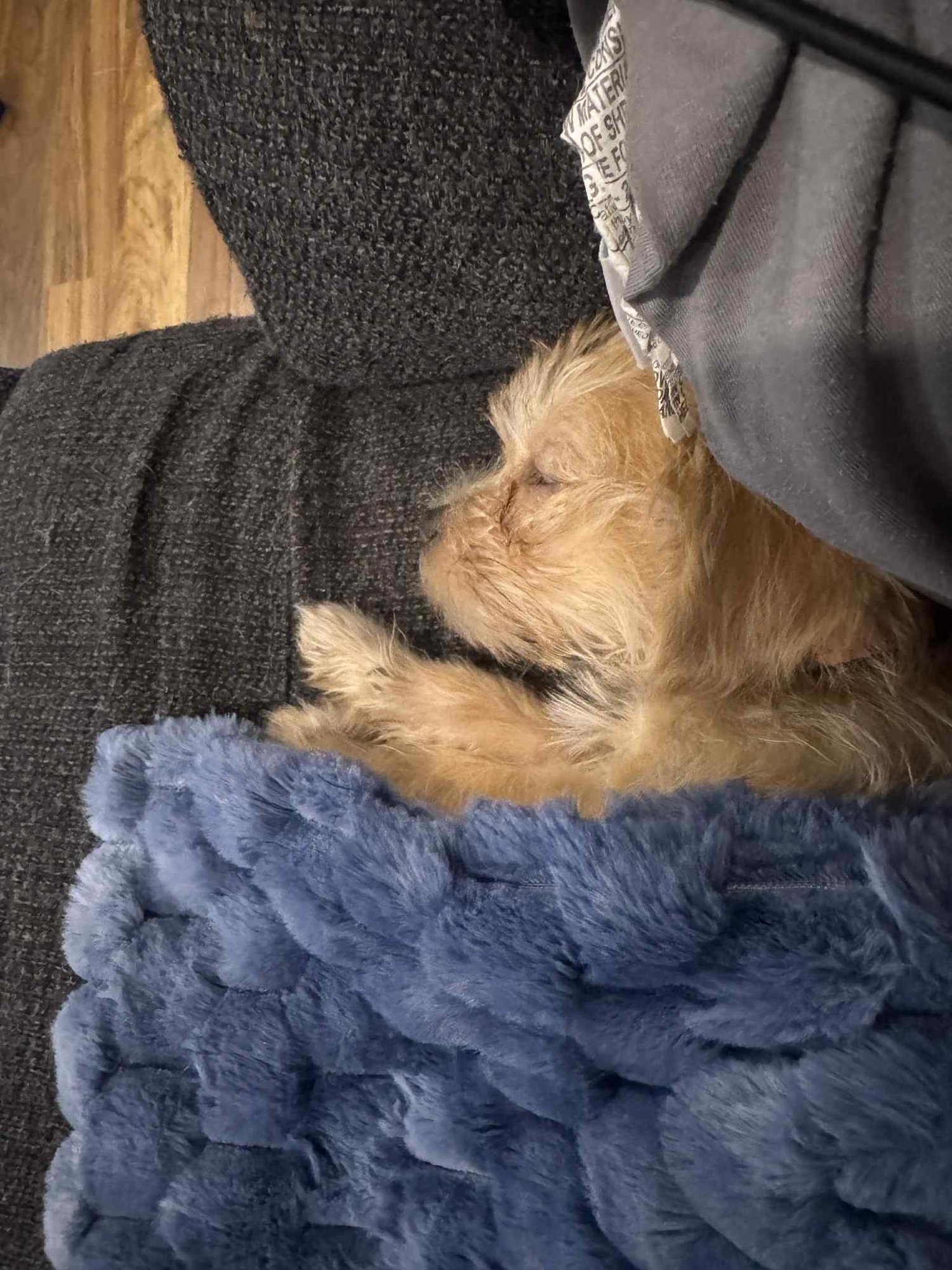 MINNIE FLUFF - Shih Tzu available for adoption