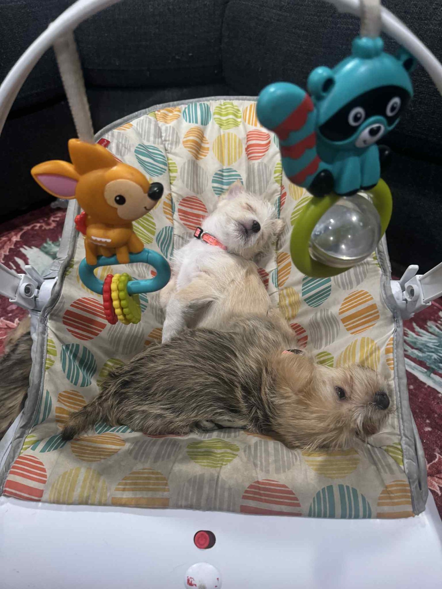 Minnie Fluff - Photo 3