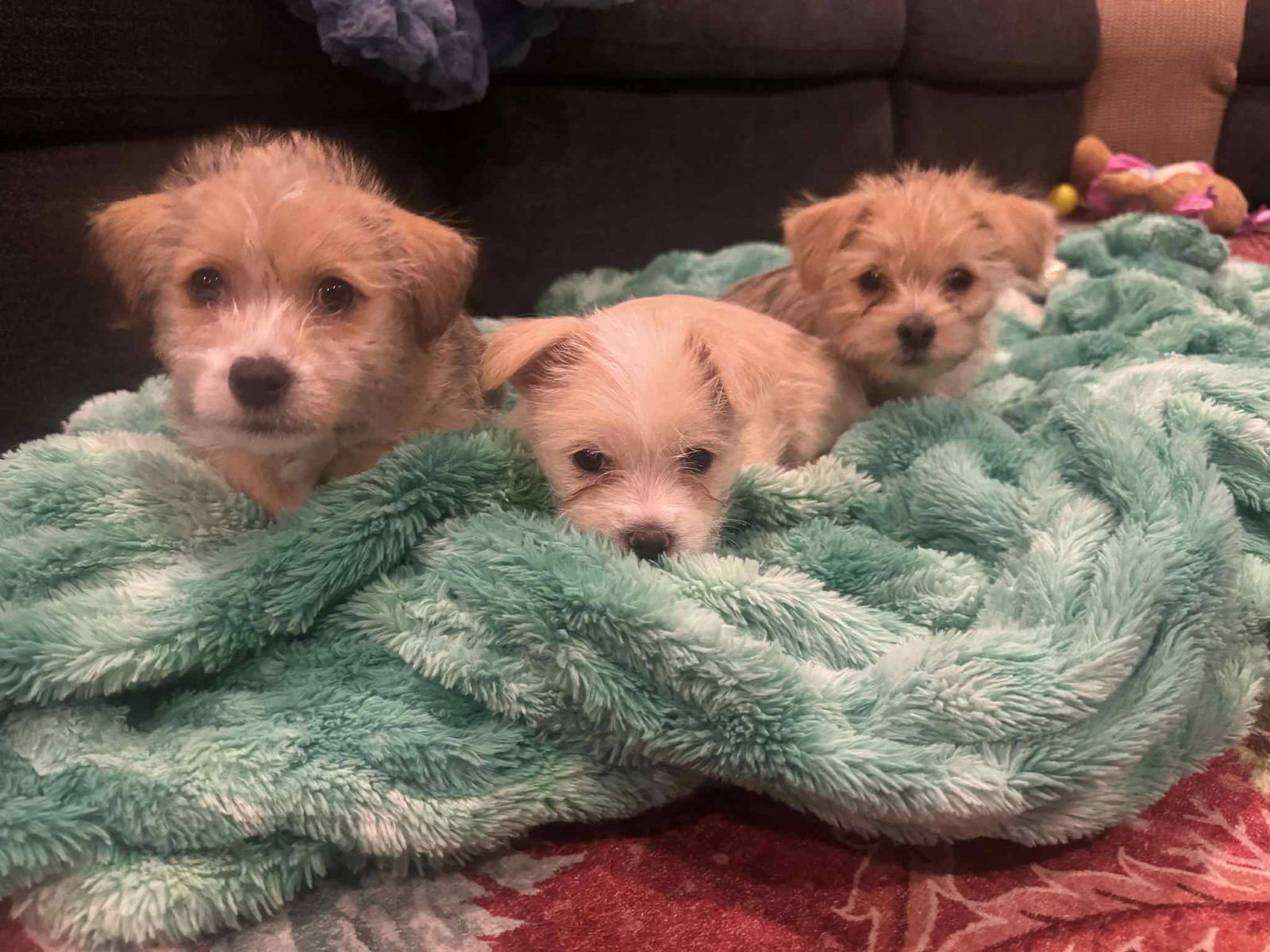 Minnie Fluff - Photo 4