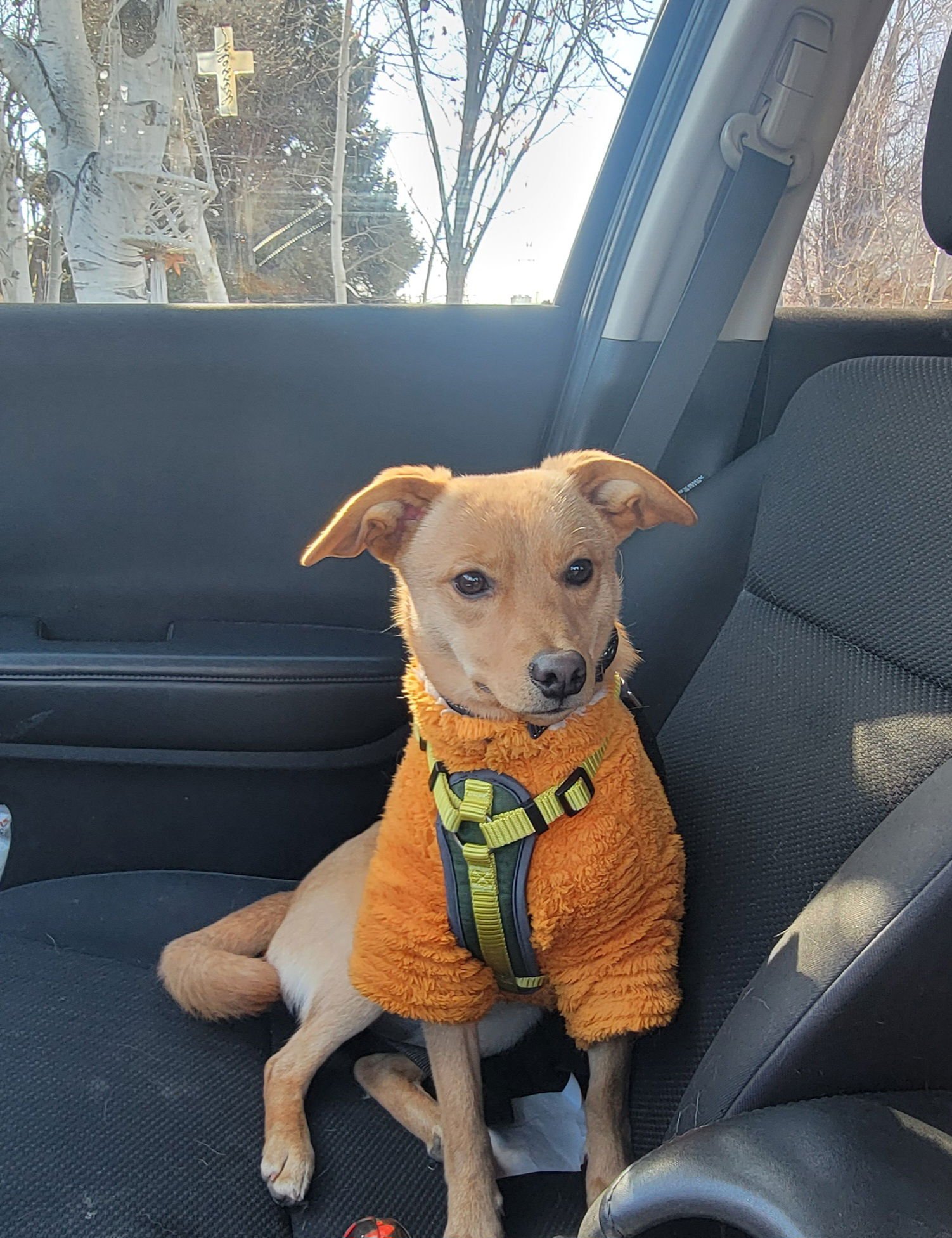 JACKSON TRIPPER - Chihuahua available for adoption