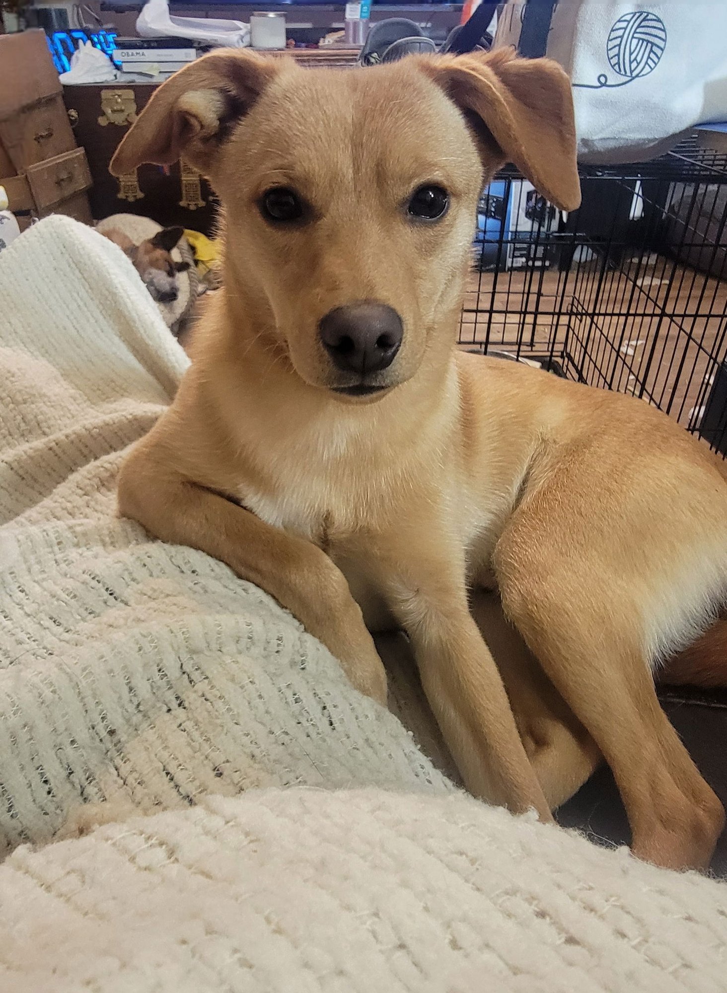 JACKSON TRIPPER - Chihuahua available for adoption