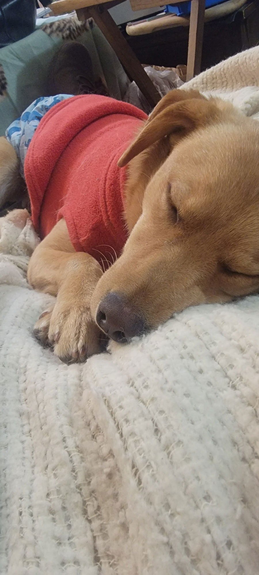 Jackson Tripper - Photo 3