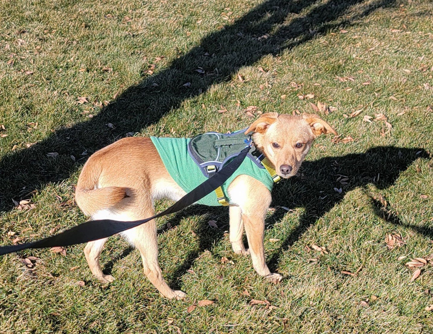 Jackson Tripper - Photo 4