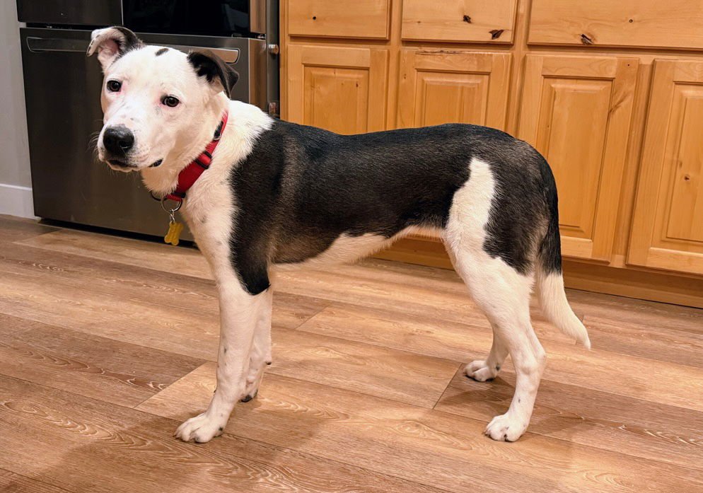 ILY - Border Collie / Cattle Dog available for adoption