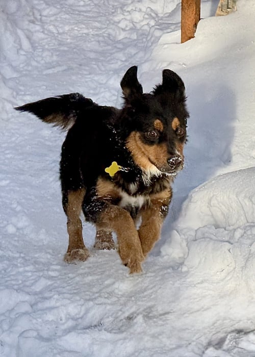 MELANEY - Collie for adoption in West Jordan