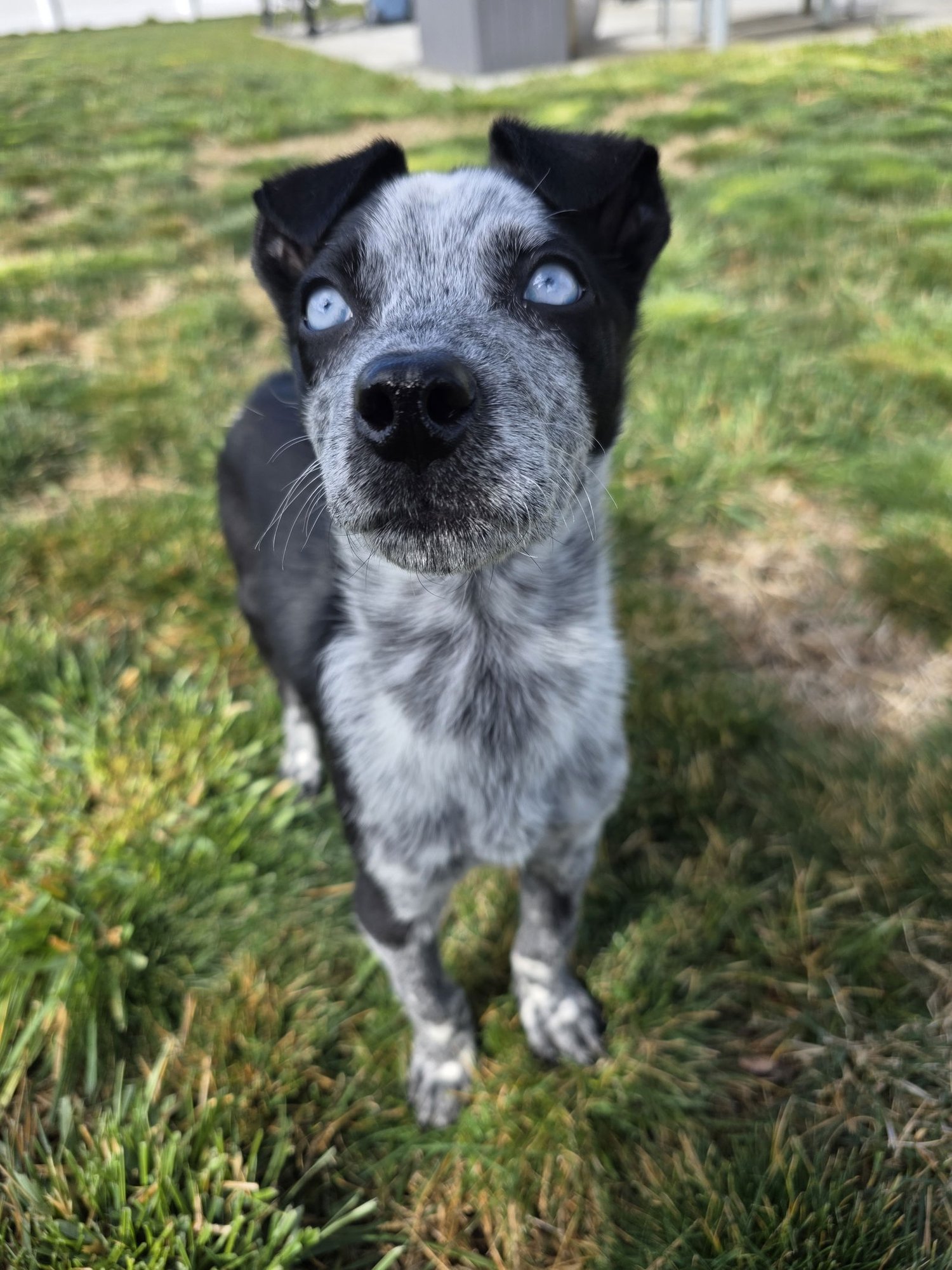 RUGE - Cattle Dog available for adoption