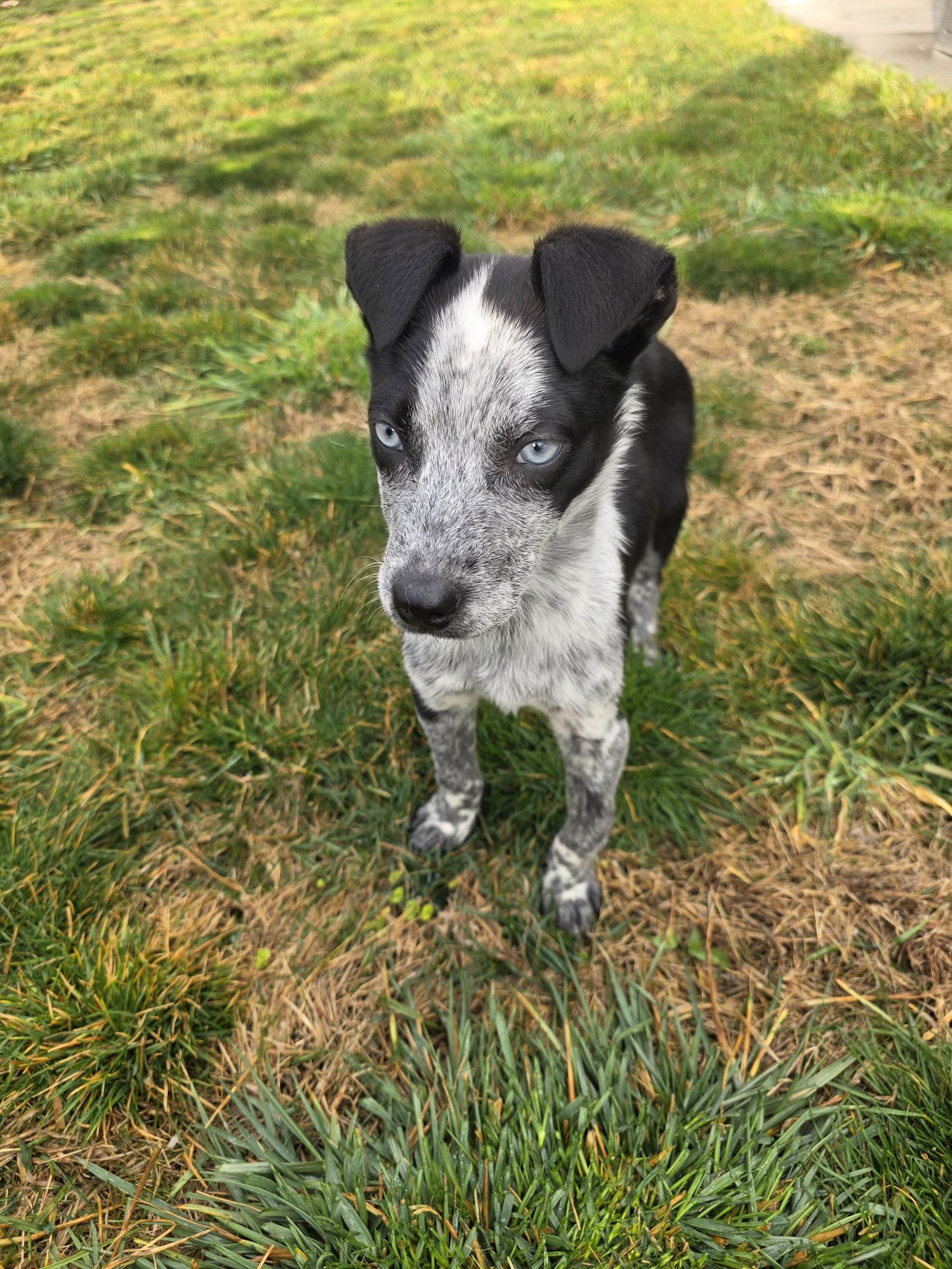 RUGE - Cattle Dog available for adoption