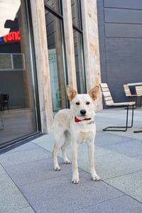 King Titan - Photo 4