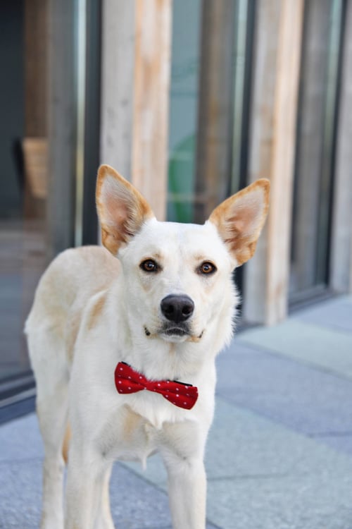 KING TITAN - German Shepherd Dog available for adoption