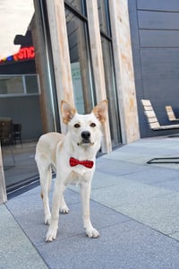 King Titan - Photo 3