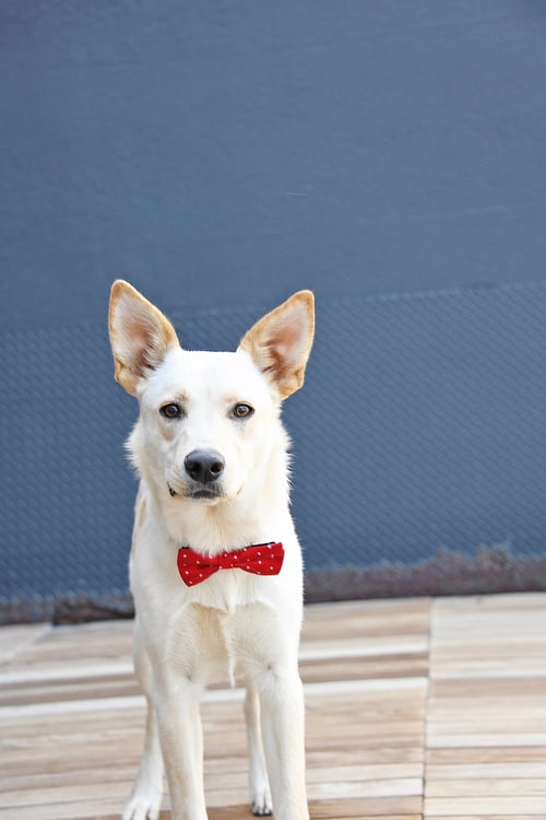 KING TITAN - German Shepherd Dog available for adoption