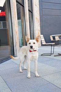 King Titan - Photo 5