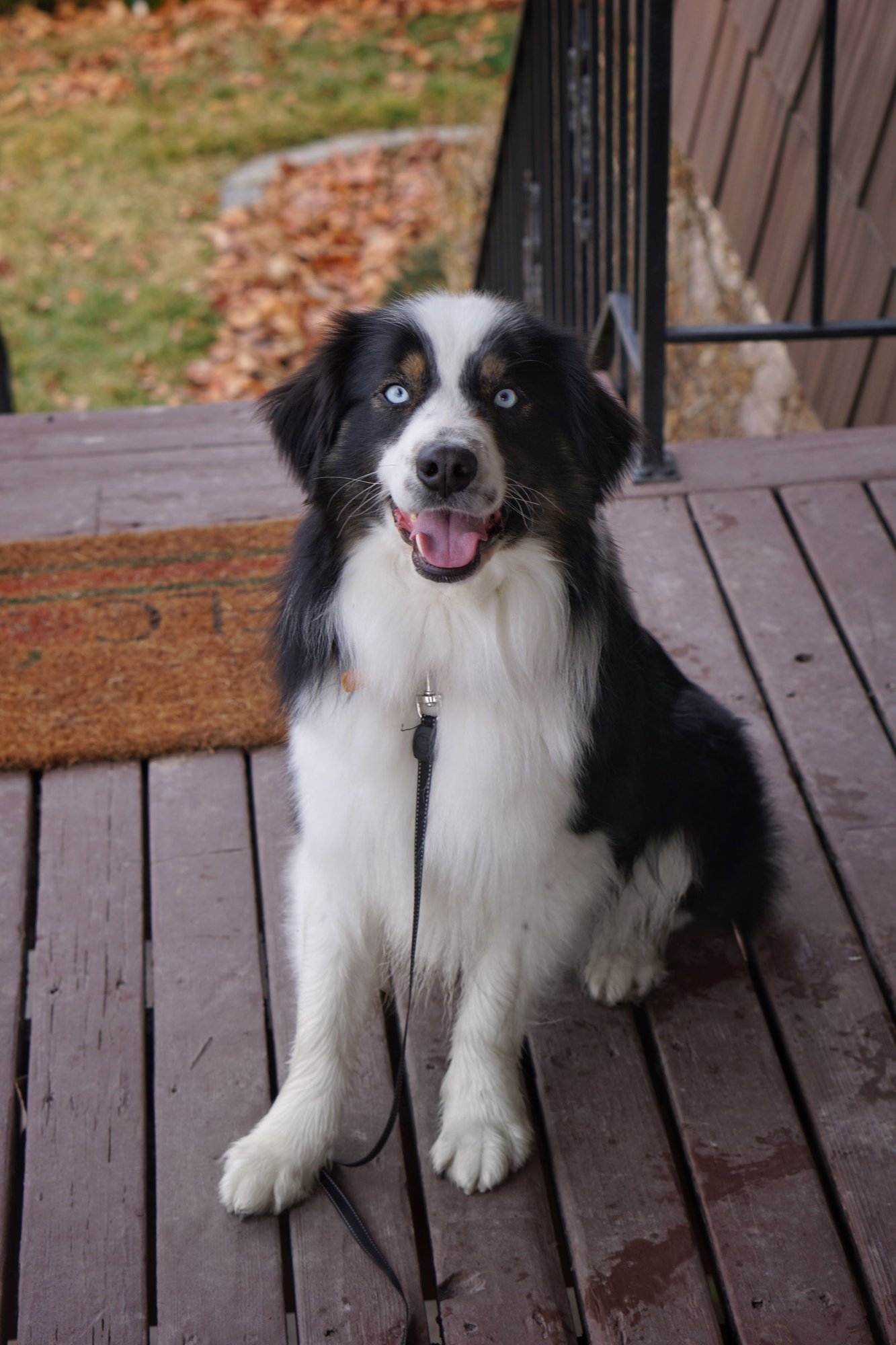 BOMO - Australian Shepherd available for adoption