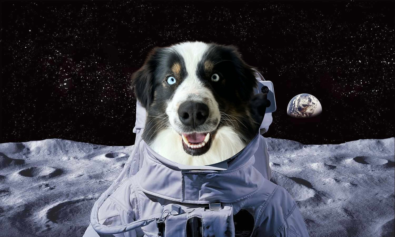 BOMO - Australian Shepherd available for adoption